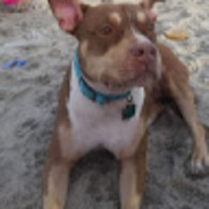 Meet your Posher, Brandy